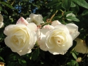 white_rose