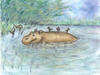The Little Hippo - drawing 1