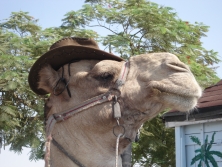 Camel