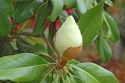 Magnolia_IY