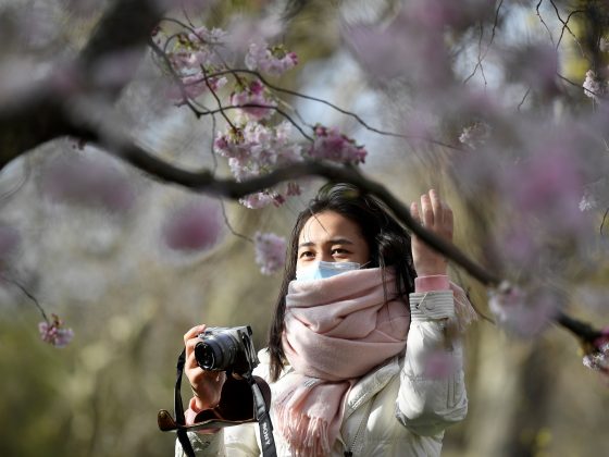 A woman wearing a face protection mask takes photographs of cherry blossom in St James's Park in London, Britain, March 11, 2020. REUTERS/Toby Melville