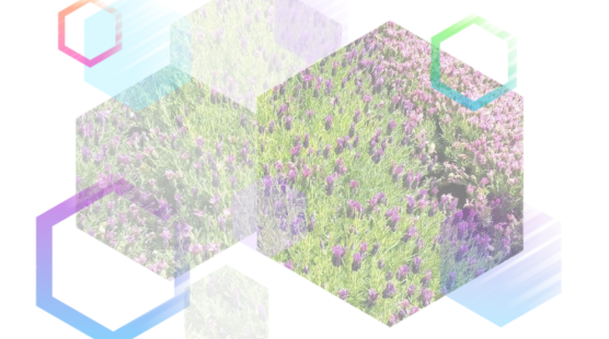 День отдыха на Голанских высотах "История воплощения лавандовой мечты или Прованс в Израиле"