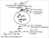 Статья "Наука каббала и ее суть", урок 4 января 2008 г. - рис. 13