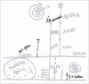 Онлайн курс "Основы природы человека", урок 26 октября 2008 г. - рис. 27