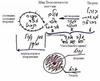 Предисловие к Книге Зоар, урок 5 – рис. 3