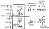 Статья «Прямое и косвенное воздействие Творца», урок 5, 9 февраля 2006 г. – рис. 3