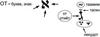 "Буквы рабби Амнона Саба", часть 1 - рис. 1