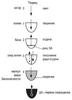 Книга «Каббала для начинающих». Том 1. Раздел III. Глава 11 «Краткое повторение пройденного материала (главы 7 - 10)» – рис. 11.4